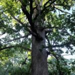 Quercus vulcanica boom met groene bladeren en bruine schors.