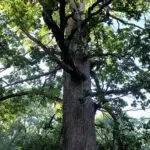 Quercus vulcanica boom met groene bladeren en bruine schors.