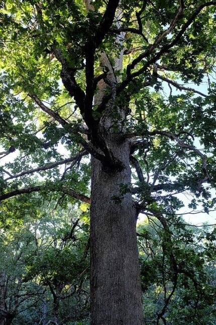 Quercus vulcanica boom met groene bladeren en bruine schors.