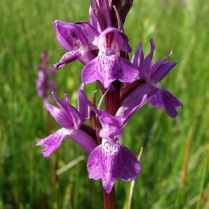 Mooie Grote rietorchis bloem met paarse tinten en groene bladeren.