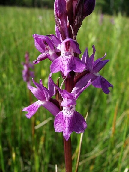 Mooie Grote rietorchis bloem met paarse tinten en groene bladeren.