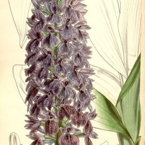 Purple Dactylorhiza foliosa orchid in full bloom with green stems and leaves.