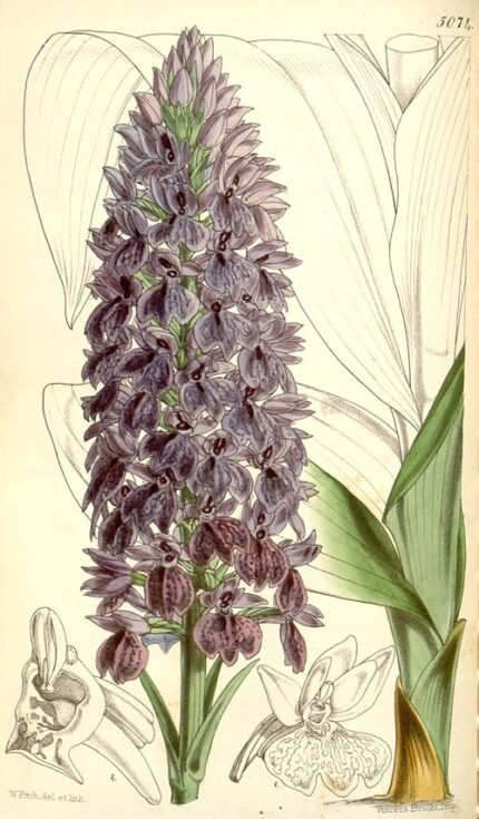 Purple Dactylorhiza foliosa orchid in full bloom with green stems and leaves.
