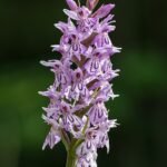 Bloeiende handekenskruidplant met groene bladeren in Mariazell.