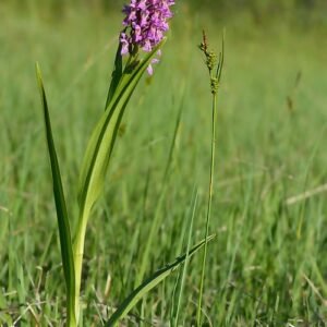 Vleeskleurige orchidee bloem met zachtroze bloemblaadjes en groene bladeren.