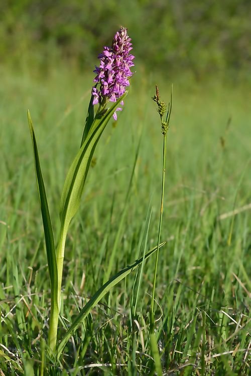 Vleeskleurige orchidee bloem met zachtroze bloemblaadjes en groene bladeren.