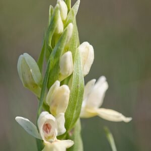 Dactylorhiza insularis orchidee met beperkte winterhardheid in zonnige omgeving.