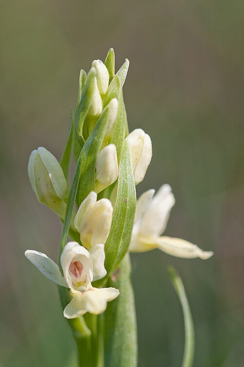 Dactylorhiza insularis orchidee met beperkte winterhardheid in zonnige omgeving.