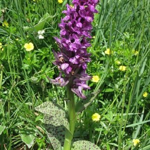 Bloeiende Dactylorhiza majalis bloem, winterhard.