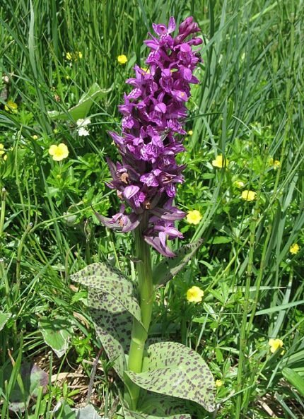 Bloeiende Dactylorhiza majalis bloem, winterhard.