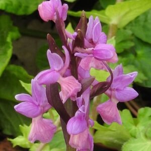 Dactylorhiza romana in natuurlijke setting, beperkt winterhard, zonnige standplaats.