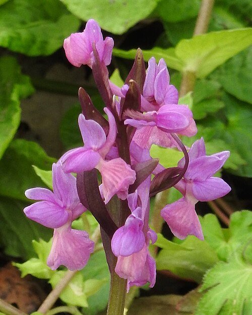 Dactylorhiza romana in natuurlijke setting, beperkt winterhard, zonnige standplaats.