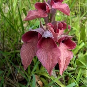 Vergeten tongorchis in paarse bloei tegen natuurlijke achtergrond.