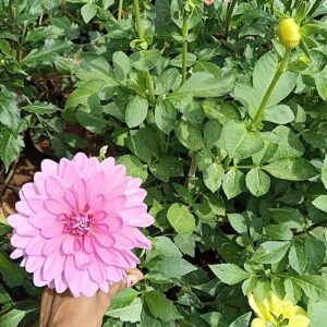 Mooie roze Dahlia pinnata bloem in volle bloei.