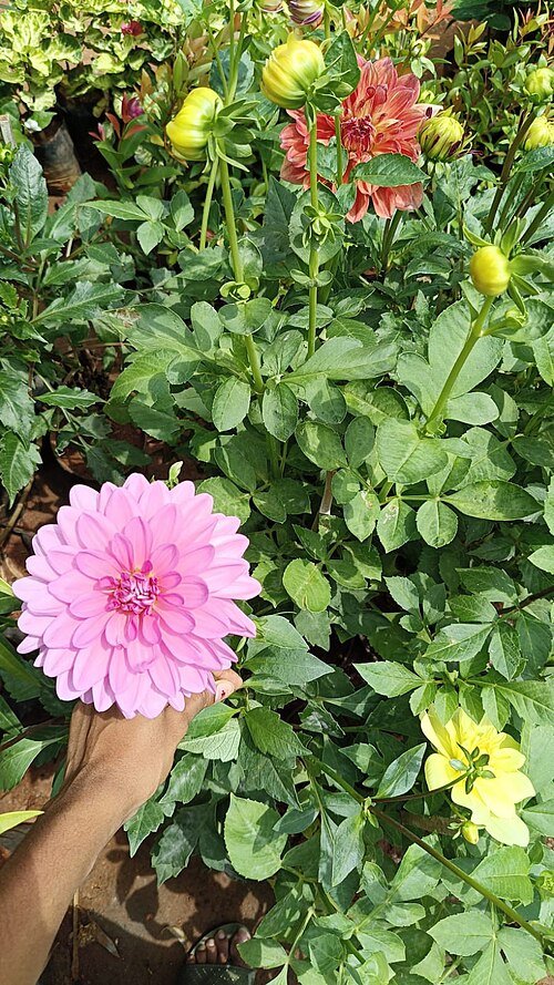 Mooie roze Dahlia pinnata bloem in volle bloei.