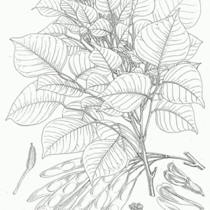 Dalbergia miscolobium houtsoort met roodbruine tinten en fijne nerf.