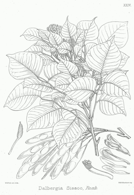 Dalbergia miscolobium houtsoort met roodbruine tinten en fijne nerf.