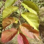 Vivid Ulmus 'Morton Red Tip' tree with bright red leaves in autumn landscape.