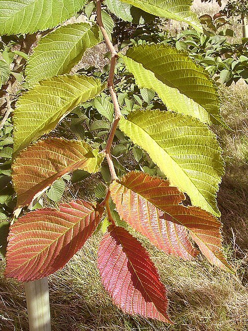 Vivid Ulmus 'Morton Red Tip' tree with bright red leaves in autumn landscape.
