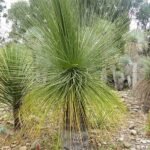 Longissimum Dasylirion plant met lange, smalle bladeren in tropische tuin.