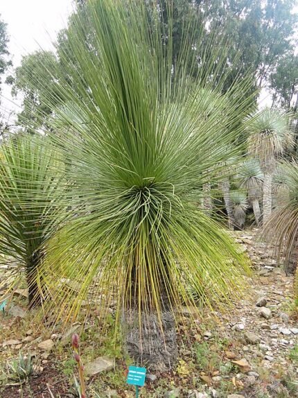 Longissimum Dasylirion plant met lange, smalle bladeren in tropische tuin.