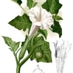 Witte Datura metel bloem met delicate bloemblaadjes en groene kelkblaadjes.