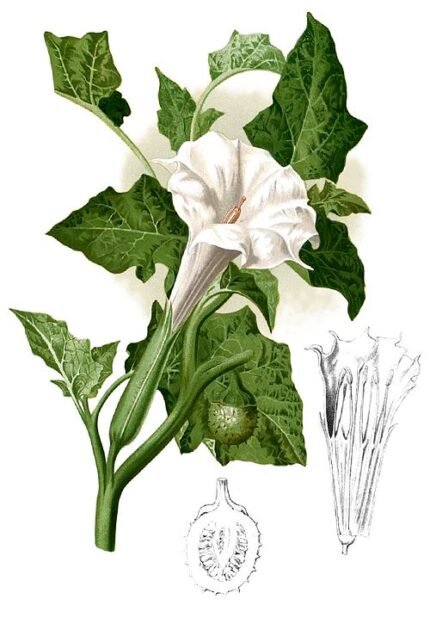Witte Datura metel bloem met delicate bloemblaadjes en groene kelkblaadjes.