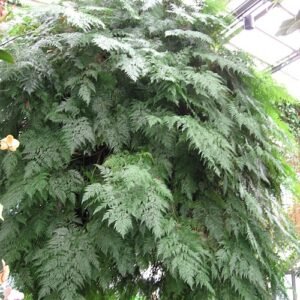 Davallia fejeensis plant met sierlijke frondes en bruine schubben.