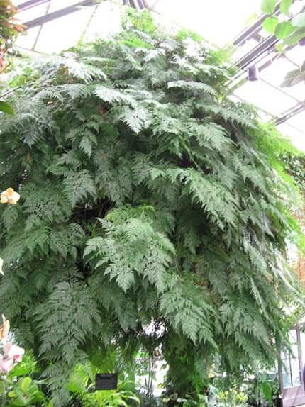 Davallia fejeensis plant met sierlijke frondes en bruine schubben.