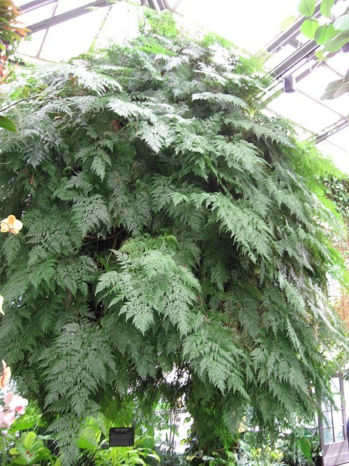 Davallia fejeensis plant met sierlijke frondes en bruine schubben.
