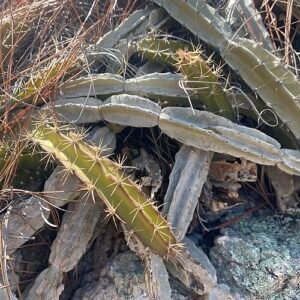 Deamia chontalensis vis met zwart-wit patroon in aquarium.