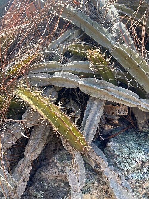 Deamia chontalensis vis met zwart-wit patroon in aquarium.