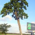 Ficus henneana boom met groene bladeren tegen een natuurlijke achtergrond.