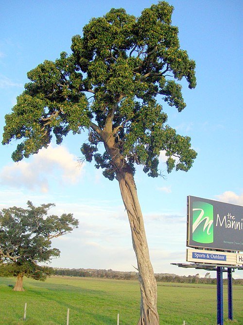Ficus henneana boom met groene bladeren tegen een natuurlijke achtergrond.