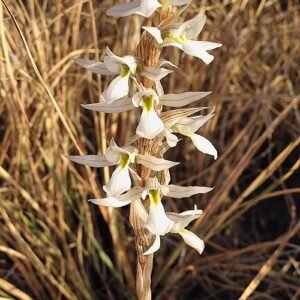 Mooie witte bloemen en groene bladeren van Deiregyne eriophora plant.