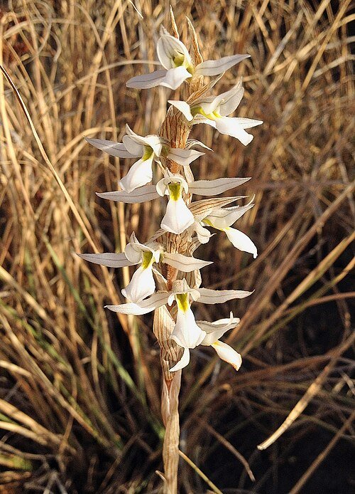 Mooie witte bloemen en groene bladeren van Deiregyne eriophora plant.
