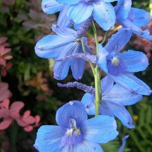 Blauwe Delphinium bloemen in tuin.
