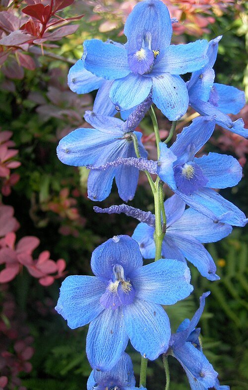 Blauwe Delphinium bloemen in tuin.