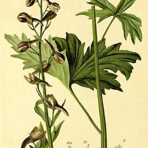 Prachtige Delphinium elatum bloemen in Atlas Alpenflora, blauw en paars.