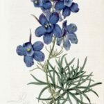 Delphinium grandiflorum bloem in helderblauw met groen blad tegen zonnige achtergrond.