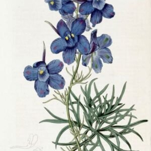 Delphinium grandiflorum bloem in helderblauw met groen blad tegen zonnige achtergrond.