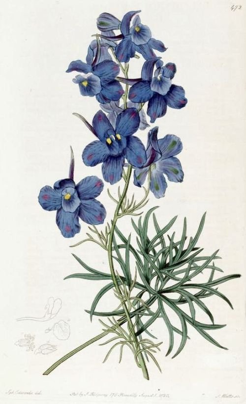 Delphinium grandiflorum bloem in helderblauw met groen blad tegen zonnige achtergrond.