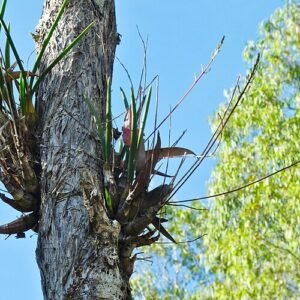 Bloeiende Dendrobium canaliculatum orchidee met paarse bloemen en groene bladeren.