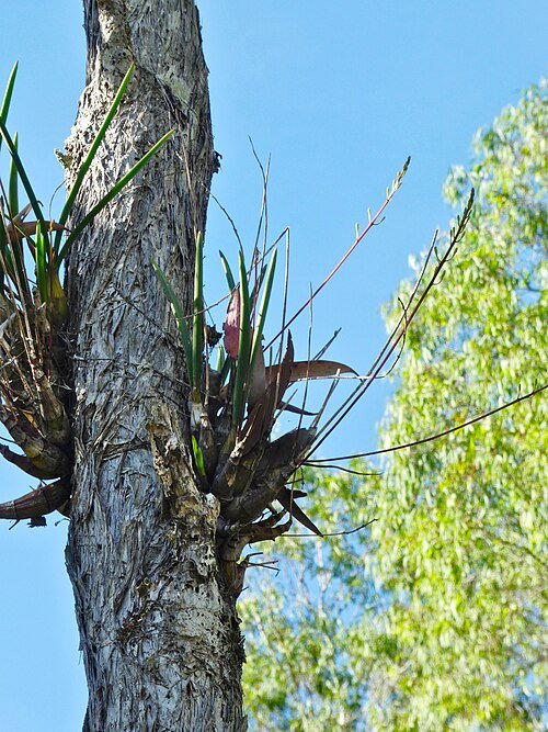 Bloeiende Dendrobium canaliculatum orchidee met paarse bloemen en groene bladeren.