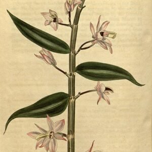 Dendrobium aphyllum orchidee bloemen in zachte roze tinten.