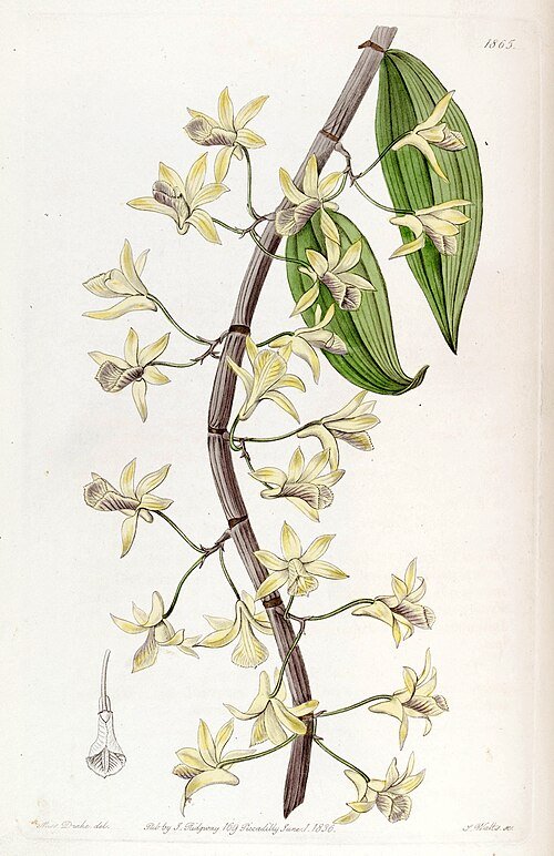 Dendrobium macrostachyum orchidee bloem met paarse en witte tinten.