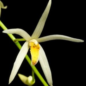 Dendrobium racemosum orchidee bloem in wit en paarse tinten.