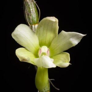 Dendrobium chameleon orchidee met paarse en witte bloemen in natuurlijke omgeving.