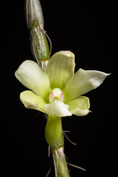 Dendrobium chameleon orchidee met paarse en witte bloemen in natuurlijke omgeving.