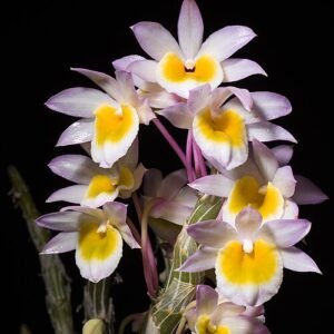 Close-up van paarse Dendrobium crepidatum orchideebloem.
